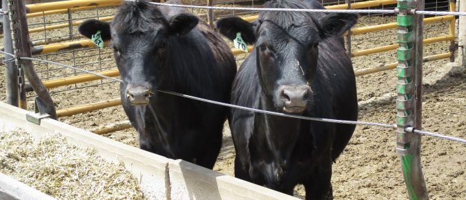 Beef x Dairy Crossbreeding and calf management practices on Wisconsin dairy farms (Part 1)