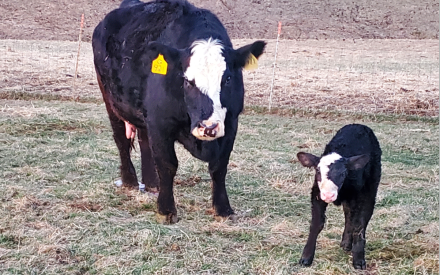 Beef cow and new calf