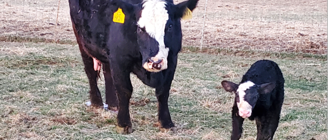 Evaluating the calving season