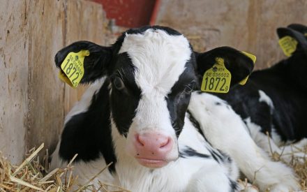Dairy calf