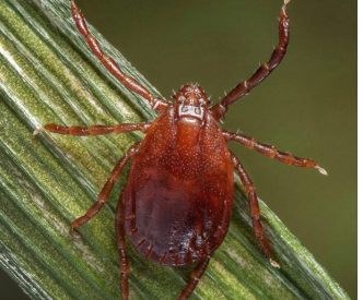 Pest Alert: Asian Longhorned Tick