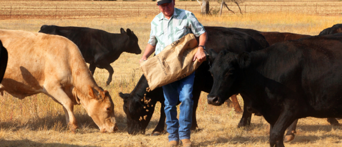 Drought resources for livestock producers