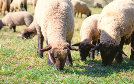 Weekend Planned for Sheep Producers
