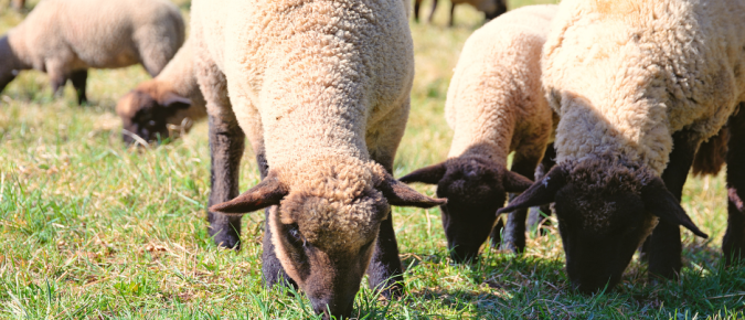 Utilize life cycle and fecal egg counts to manage sheep parasites