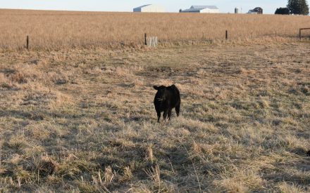 calf in dry pasture