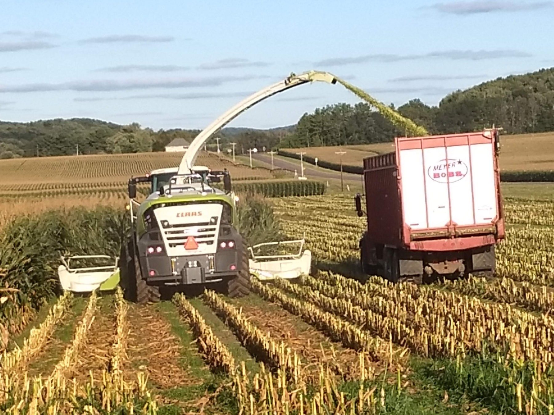 chopping silage