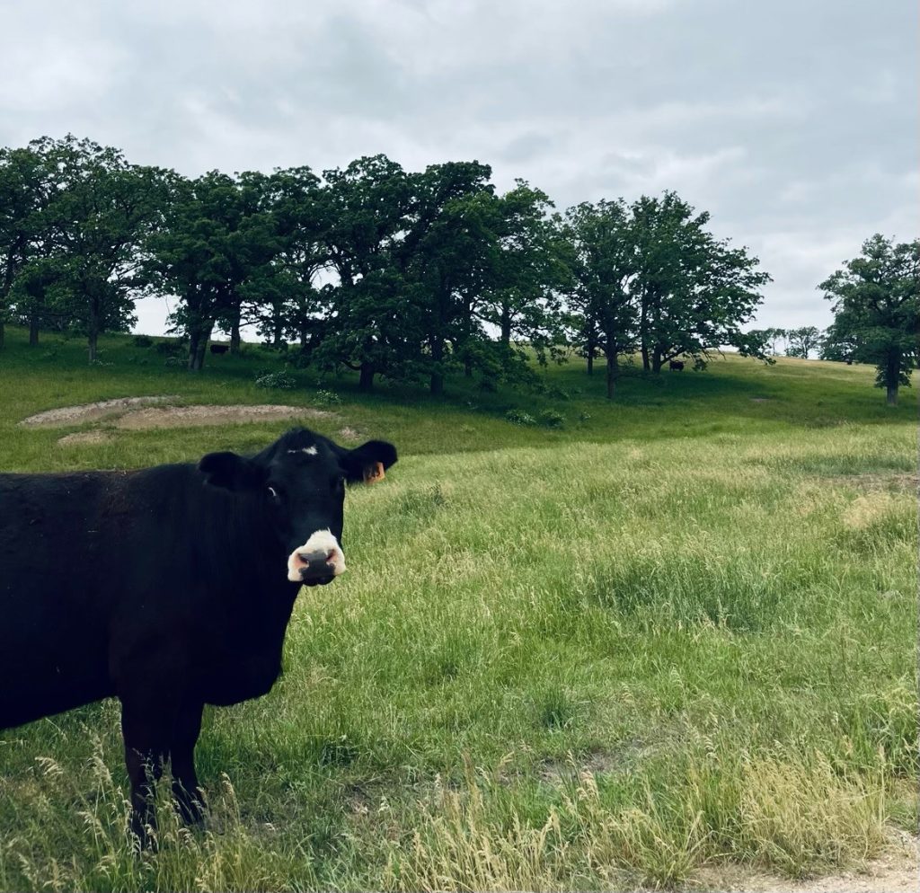 cow on pasture