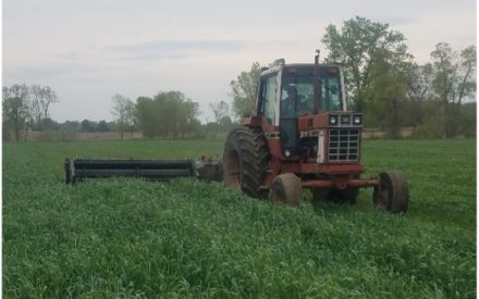 How late-summer planted and spring-planted forage crops can help extend feed supplies