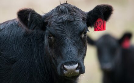 Driftless Region Beef Conference Jan. 25-26