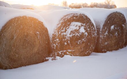 Hay bales in winter