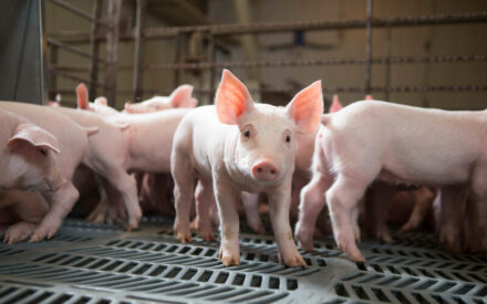 The Badger Swine Symposium held in cooperation with the 2024 Wisconsin Corn Soy Expo Feb. 1-2, 2024