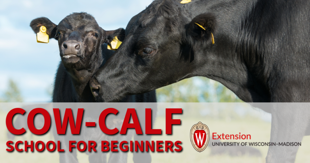 Mother black beef cow and baby black beef calf with words Cow-Calf school for beginners overlaying