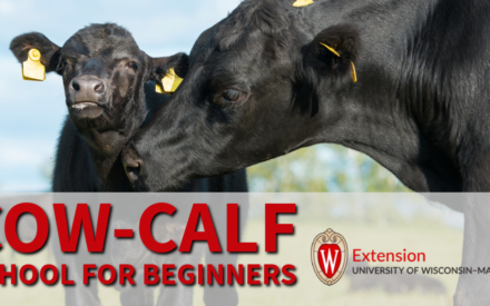 Beef Cow-Calf School for Beginners