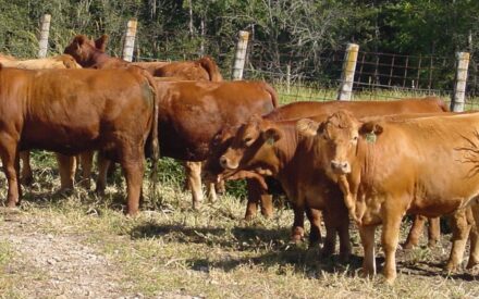 Red beef cattle in a fenced pasture