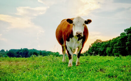 A Hereford cow stands in a field of grass