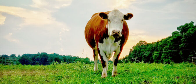 Postpartum management of beef cows