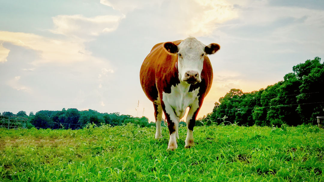 A Hereford cow stands in a field of grass