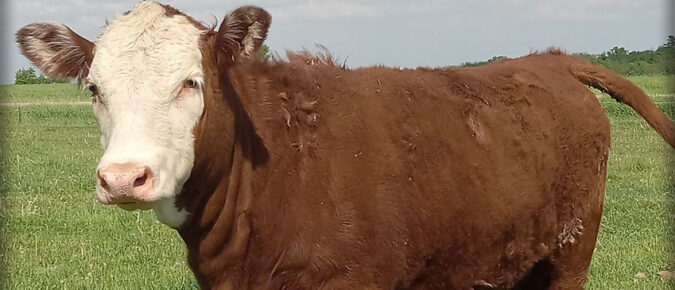 Target Age and Weight When Breeding Beef Heifers