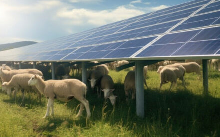 The image shows a field of sheep grazing under a large solar panel array. The solar panels appear to be mounted on a raised platform, providing shade and shelter for the sheep below. The sheep are white in color and appear to be lambs or young sheep. The background features a scenic landscape with rolling hills and a cloudy sky. This image highlights the integration of solar energy production and agricultural land use, also known as agrivoltaics, demonstrating how renewable energy sources can be implemented in a way that supports and complements traditional farming practices. The solar panels provide clean energy while also offering a shaded and protected area for the sheep to graze, creating a mutually beneficial arrangement.