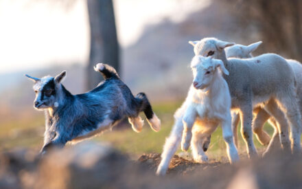 The image shows two young goats, one dark blue in color and the other white, playfully running and jumping on what appears to be a grassy field or pasture with mountains in the background. The goats have an energetic and joyful demeanor, capturing the carefree spirit of young animals frolicking in nature.