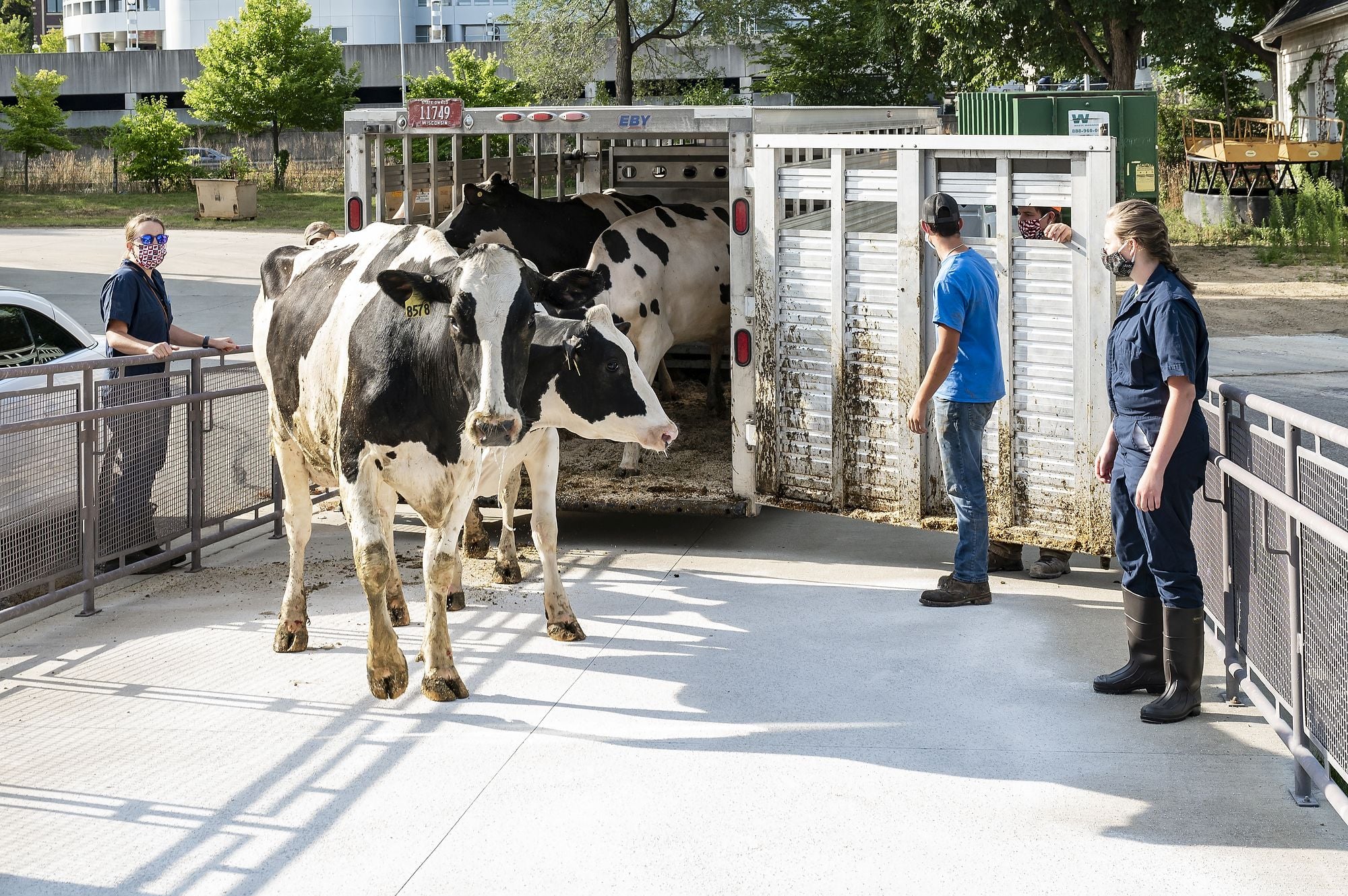 The image shows a livestock trailer with several cows inside. A group of people, presumably handlers or workers, are standing nearby observing the cows as they exit the trailer. The surroundings include a building, trees, and other infrastructure.