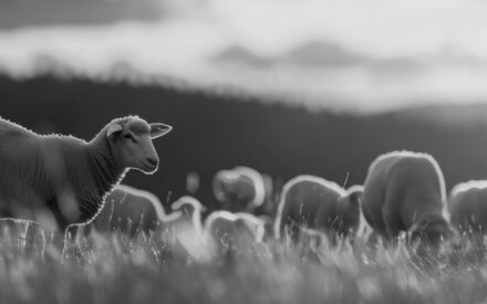 The image shows a flock of sheep grazing in a grassy field. The scene is captured in black and white, creating a striking contrast between the sharp, focused lamb in the foreground and the softly blurred sheep in the background. The image conveys a serene and peaceful atmosphere, with the gentle creatures peacefully grazing in the vast, open landscape.