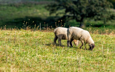 The image shows two sheep grazing in a grassy field. The sheep are woolly and appear to be an off-white or light tan color. The field is lush and green, with some dried plants or wildflowers mixed in. In the background, there are trees and foliage, giving the scene a natural, rural setting. The lighting and focus capture the peaceful and pastoral scene of the sheep contentedly eating in their pastoral environment.