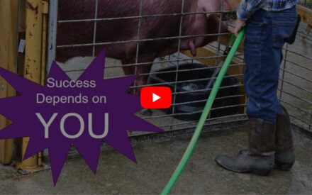 Image showing a person using a hose while standing next to an animal enclosure with pigs. A text graphic states 'Success Depends on YOU' with a play button, likely indicating a video related to proper livestock handling practices or farm worker responsibilities.