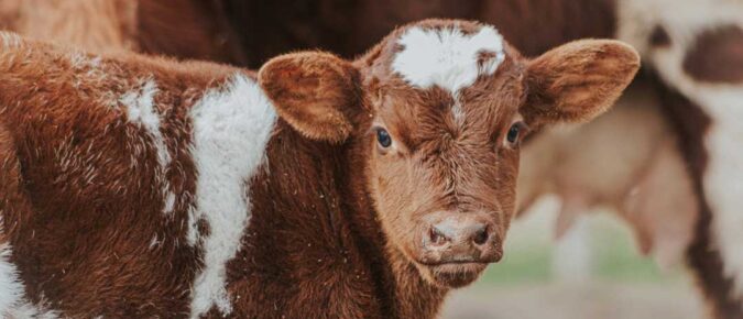 Calves born early in the calving season have more value