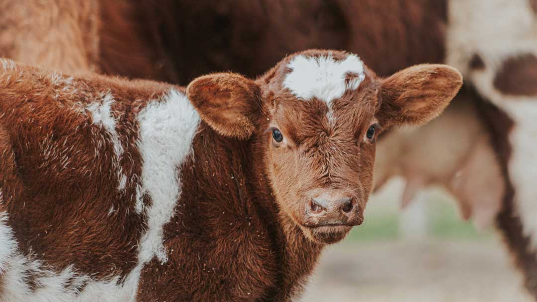 The image shows a close-up view of a young, reddish-brown calf or baby cow with white markings on its face and body. The calf has large, gentle eyes and fuzzy, curly fur. The background appears to be a rustic, wooden setting, perhaps a barn or stable. The calf's expression conveys innocence and curiosity, capturing the endearing nature of these young farm animals.