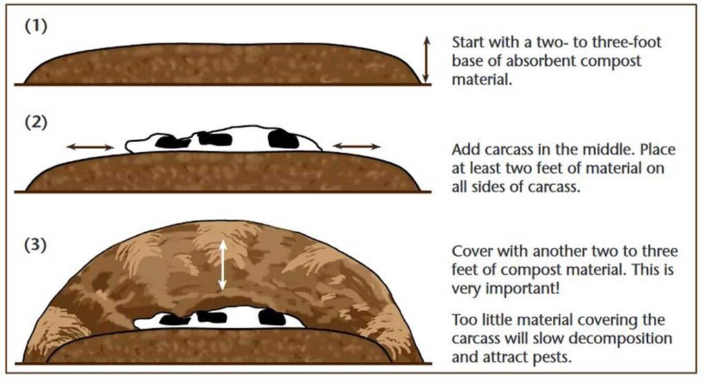 (1) A long, horizontal brown strip depicting the initial base layer of absorbent compost material for the composting process, about 2-3 feet deep. (2) The compost base with a black silhouette representing the animal carcass placed in the middle, surrounded by at least 2 feet of the compost material on all sides. (3) The composting pile shaped like a broad mound, with the carcass silhouette in the center covered by another 2-3 feet of compost material on top. The text highlights the importance of sufficient covering to promote proper decomposition and prevent pests.