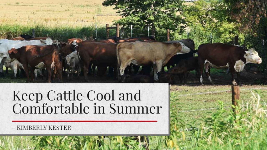 A group of cattle, including black and white cows, are gathered in a green field under a large shade structure on a sunny day. The sky is partly cloudy. In the foreground, there's a banner with the text "Keep Cattle Cool and Comfortable in Summer - Kimberly Kester" displayed in white and red font on a gray background.