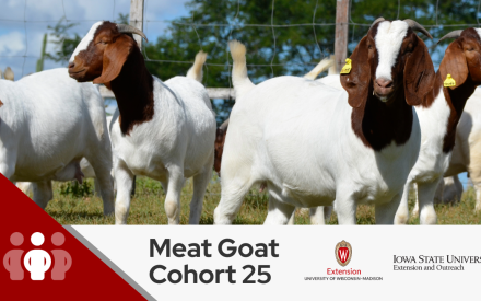 A group of **white and brown goats** standing in a field with tags on their ears, under a **blue sky with clouds**. There is a **red banner** in the bottom left corner with the text "**Meat Goat Cohort 25**" and logos for "**Cooperative Extension University of Wisconsin-Extension**." Source: Conversation with Copilot, 6/26/2024 (1) https://auctionsplus.com.au/auctions/goat/a-trio-of-treasures-nsw-boer-goat-auction.... https://auctionsplus.com.au/auctions/goat/a-trio-of-treasures-nsw-boer-goat-auction/semen-p4/98609-082/browse.