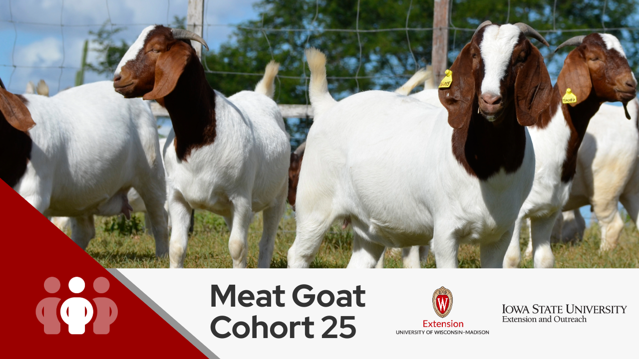 A group of **white and brown goats** standing in a field with tags on their ears, under a **blue sky with clouds**. There is a **red banner** in the bottom left corner with the text "**Meat Goat Cohort 25**" and logos for "**Cooperative Extension University of Wisconsin-Extension**." Source: Conversation with Copilot, 6/26/2024 (1) https://auctionsplus.com.au/auctions/goat/a-trio-of-treasures-nsw-boer-goat-auction.... https://auctionsplus.com.au/auctions/goat/a-trio-of-treasures-nsw-boer-goat-auction/semen-p4/98609-082/browse.