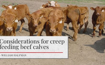 A group of brown beef calves with numbered ear tags standing in a field. Overlaid text at the bottom reads 'Considerations for creep feeding beef calves - William Halfman.'