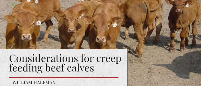 Considerations for creep feeding beef calves