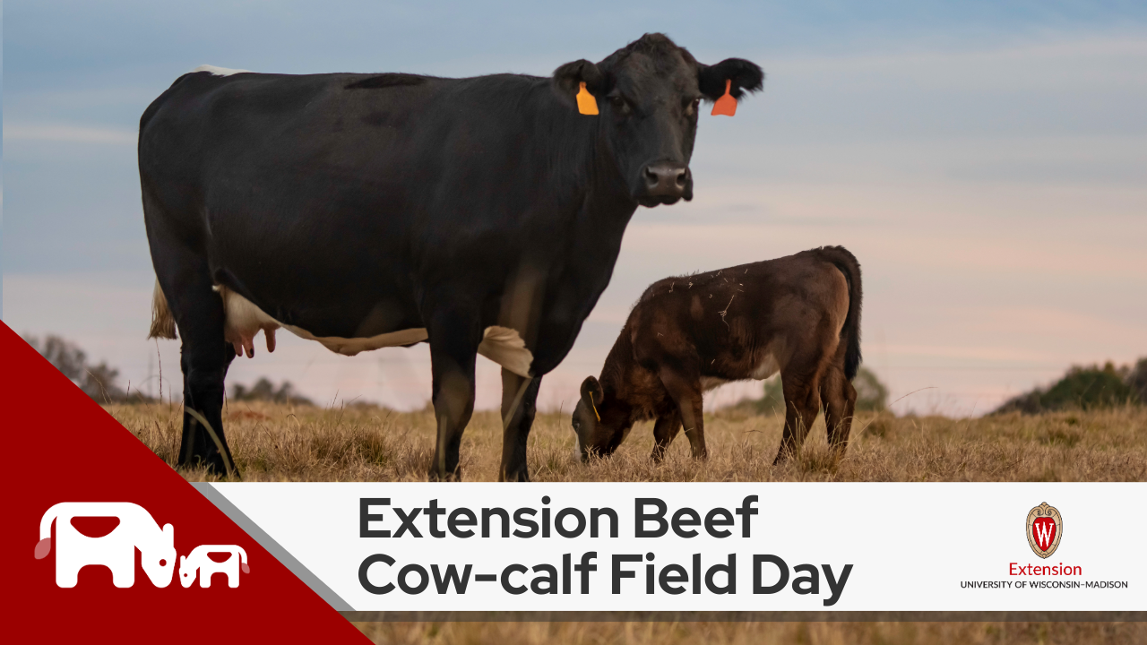 A black cow and its calf in a fieldI. In the foreground, there’s text ‘Extension Beef Cow-calf Field Day’ alongside logo University of Wisconsin-Madison Extension.