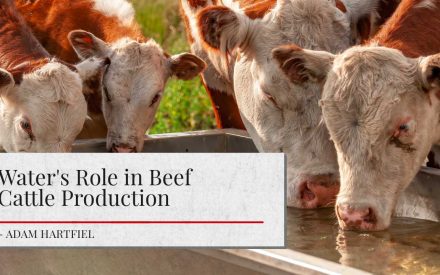 Image shows a group of Hereford cattle drinking from a water trough. Article tite 'Water's Role in Beef Cattle Production' is shown in a white block. The author's name 'Adam Hartfiel' is listed.