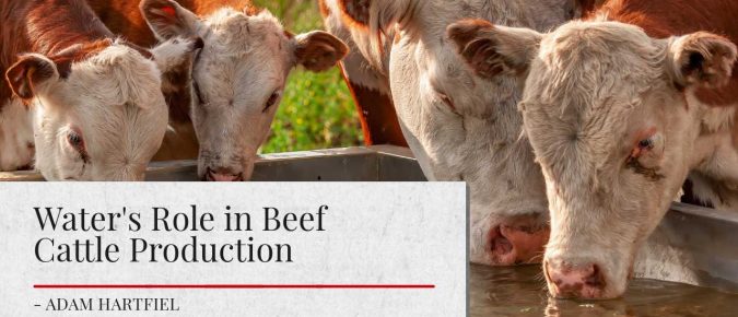 Water’s Role in Beef Cattle Production