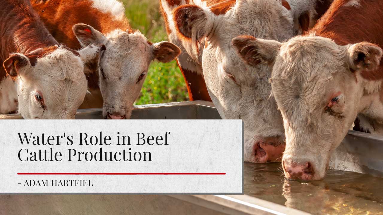 Image shows a group of Hereford cattle drinking from a water trough. Article tite 'Water's Role in Beef Cattle Production' is shown in a white block. The author's name 'Adam Hartfiel' is listed.