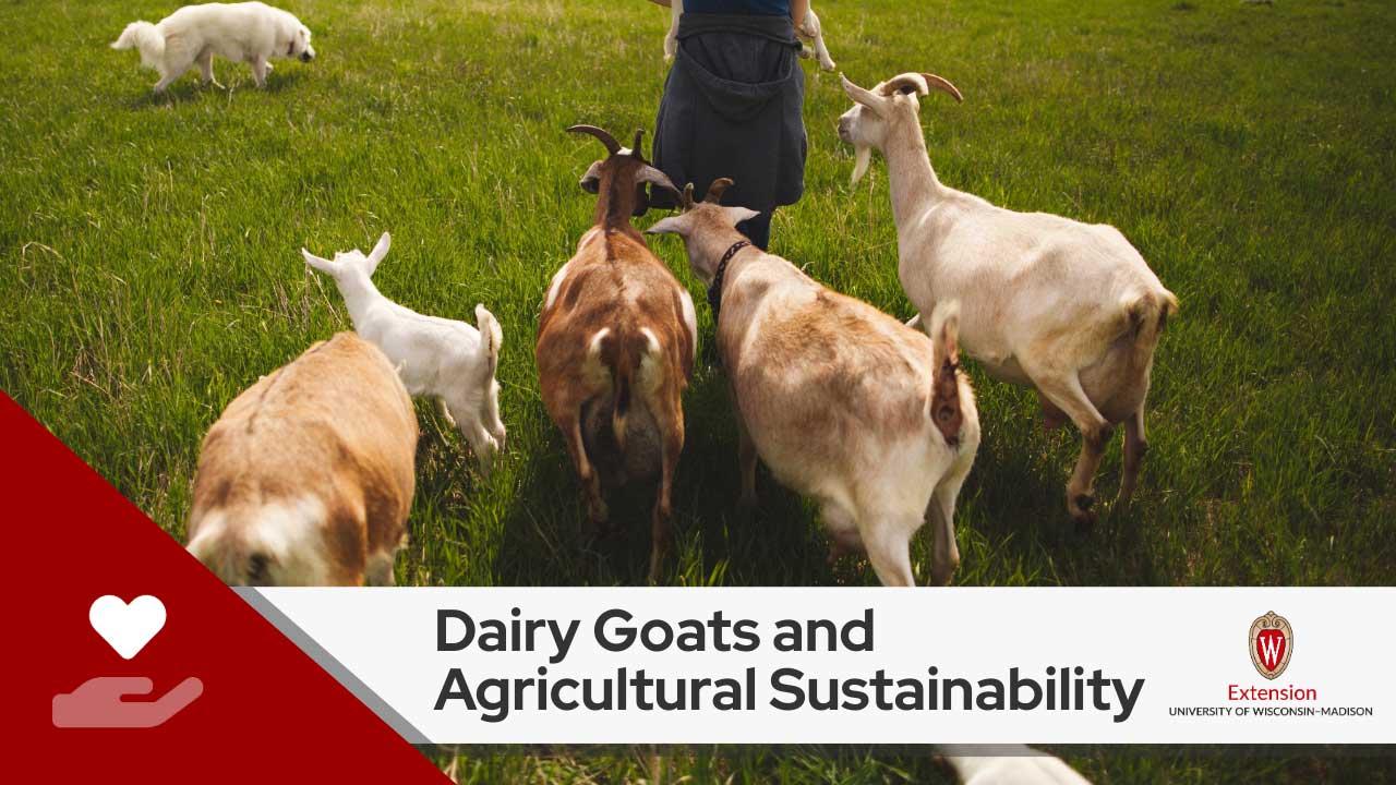 A group of dairy goats grazing in a green field with the text ‘Dairy Goats and Agricultural Sustainability’ overlaid at the bottom, alongside the University of Wisconsin-Extension logo