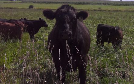 Image of black calves in a pasture