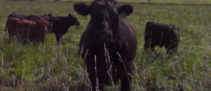 The Importance of Beef Calves’ Preconditioning Nutrition