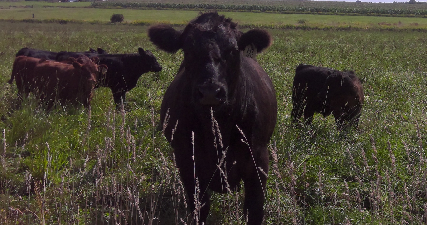 Image of black calves in a pasture