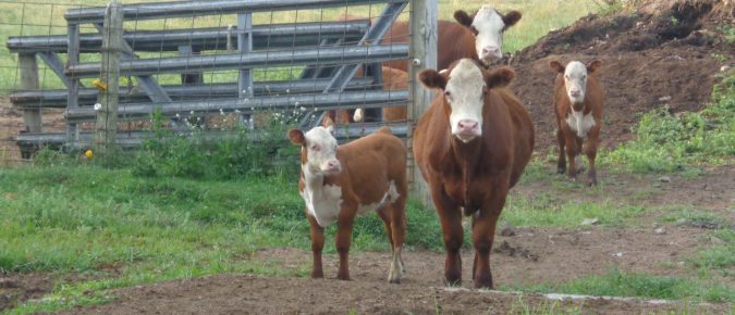 My Farm is Infected with a foreign animal disease (FAD), Now What?