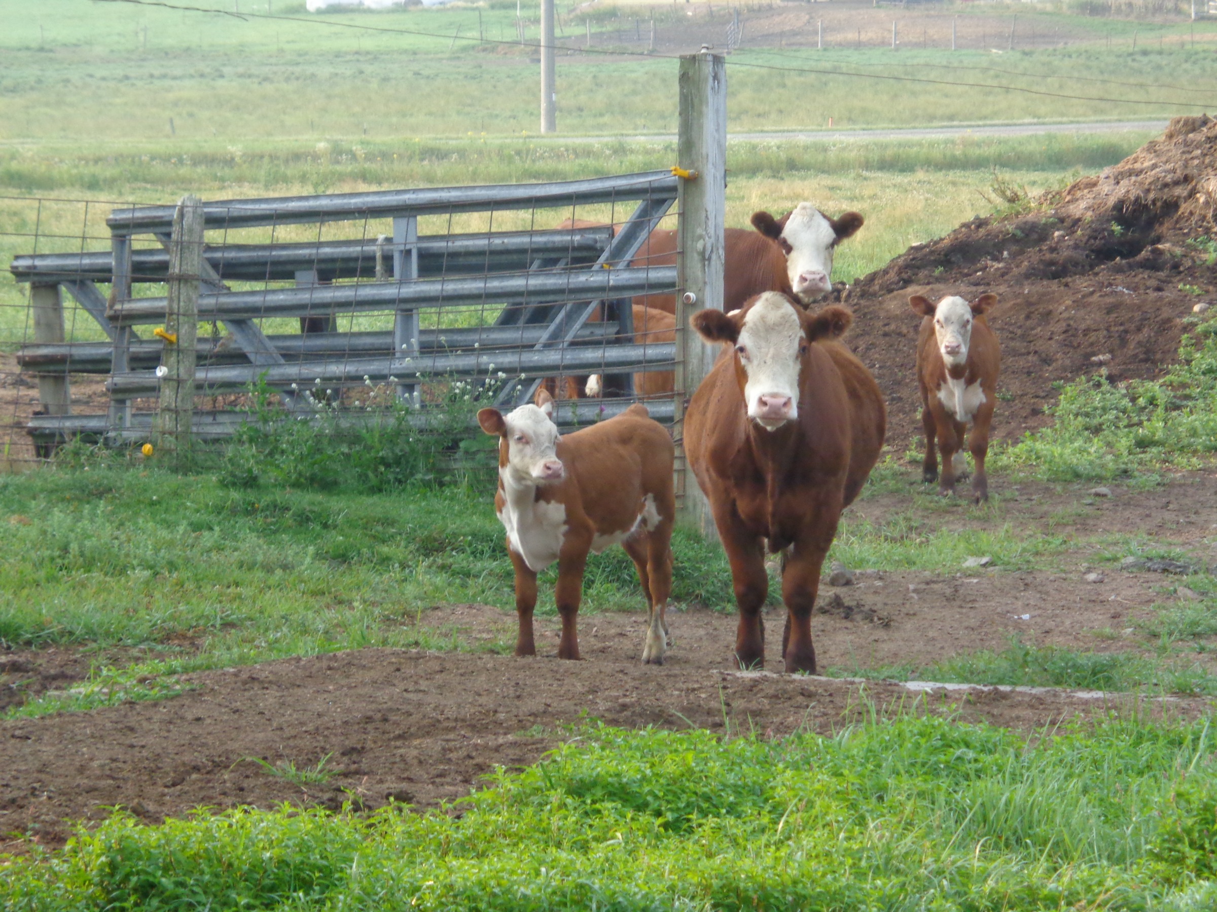 Herferd cow and calves in front of a coral