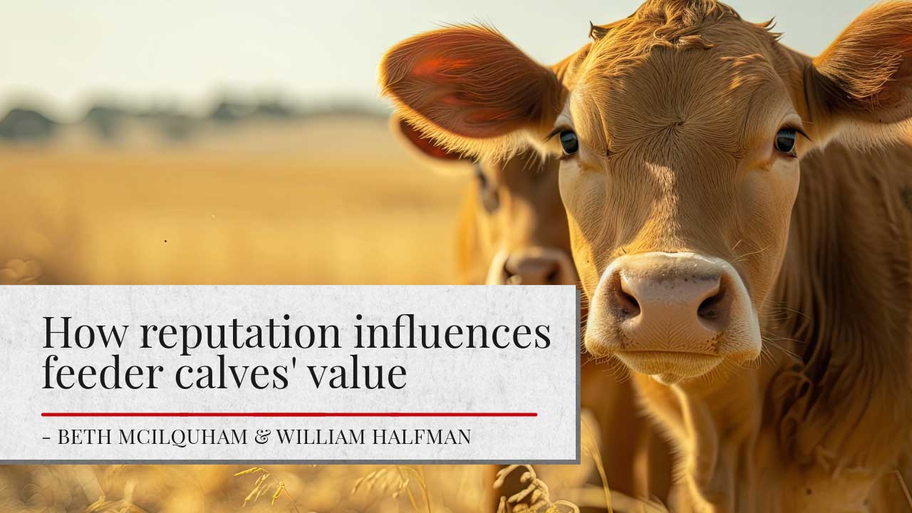 Image shows a group of Hereford cattle drinking from a water trough. Article tite 'How reputation influences feeder calves' value' is shown in a white block. The authors' names 'Beth McIlquham' and 'William Halfman' are listed.