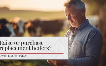 A farmer stands in a field at sunset, with cattle in the background. The article's title reads ‘Raise or purchase replacement heifers? - William Halfman’