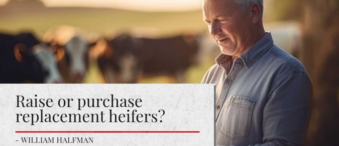 Raise or purchase replacement heifers?