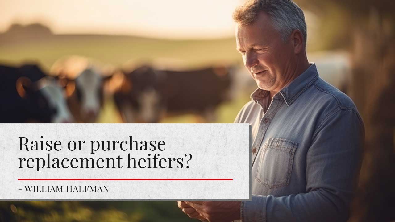 A farmer stands in a field at sunset, with cattle in the background. The article's title reads ‘Raise or purchase replacement heifers? - William Halfman’